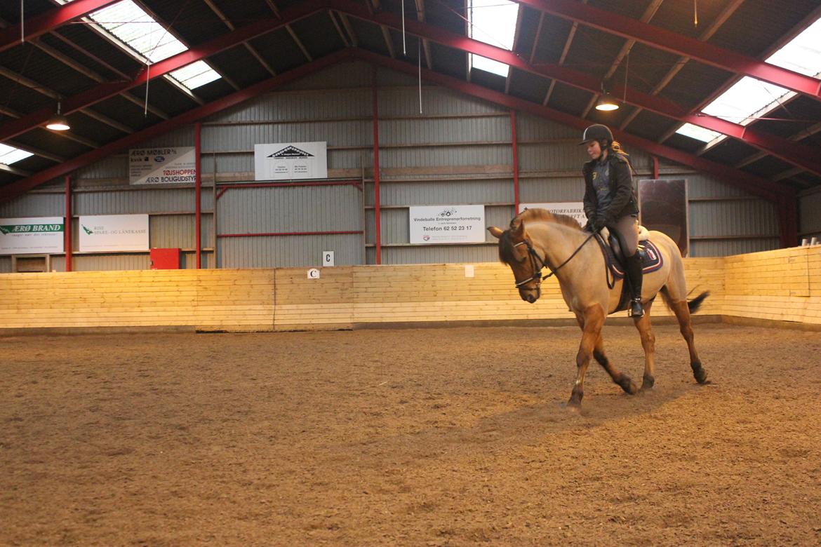 Dressur d. 5/1-13 billede 19