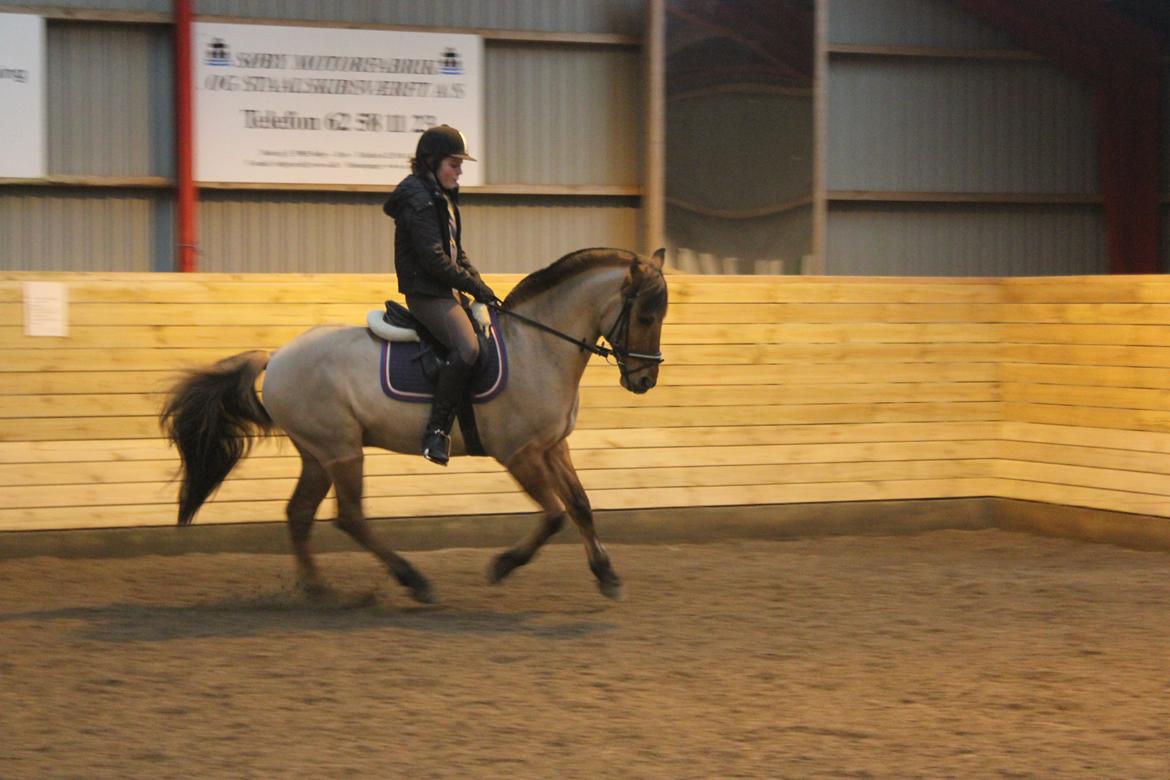 Dressur d. 5/1-13 billede 20