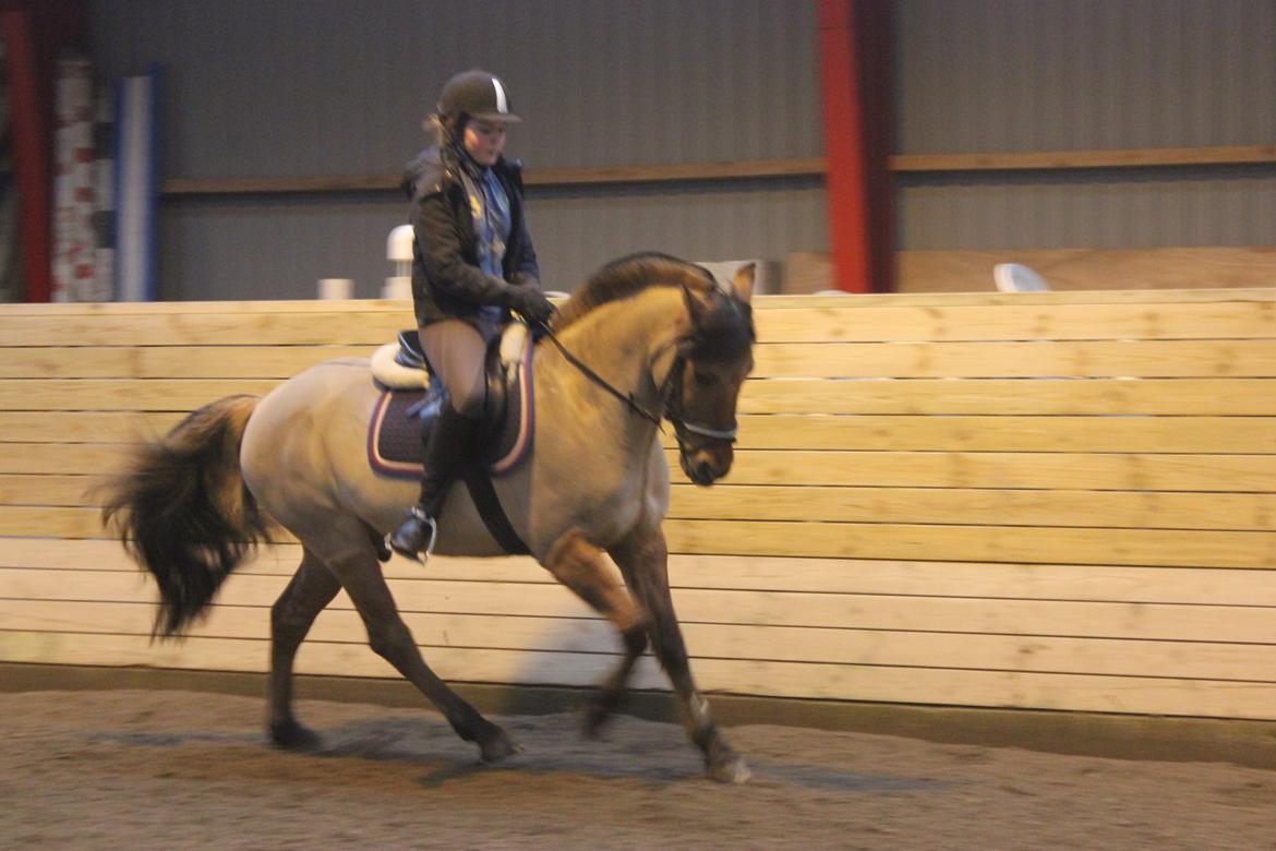 Dressur d. 5/1-13 billede 21