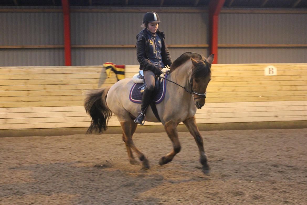 Dressur d. 5/1-13 billede 22