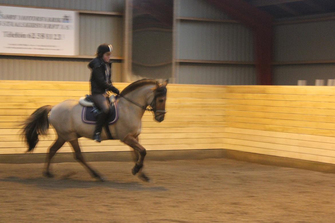 Dressur d. 5/1-13 billede 23