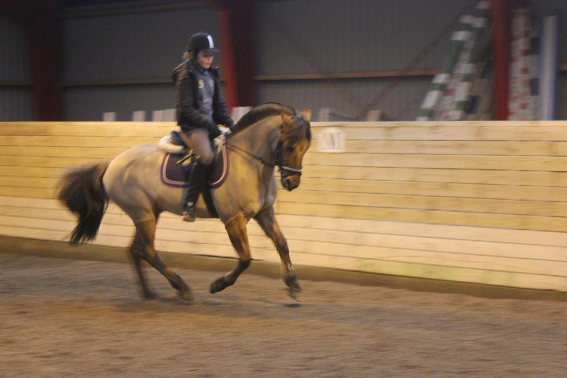 Dressur d. 5/1-13 billede 24