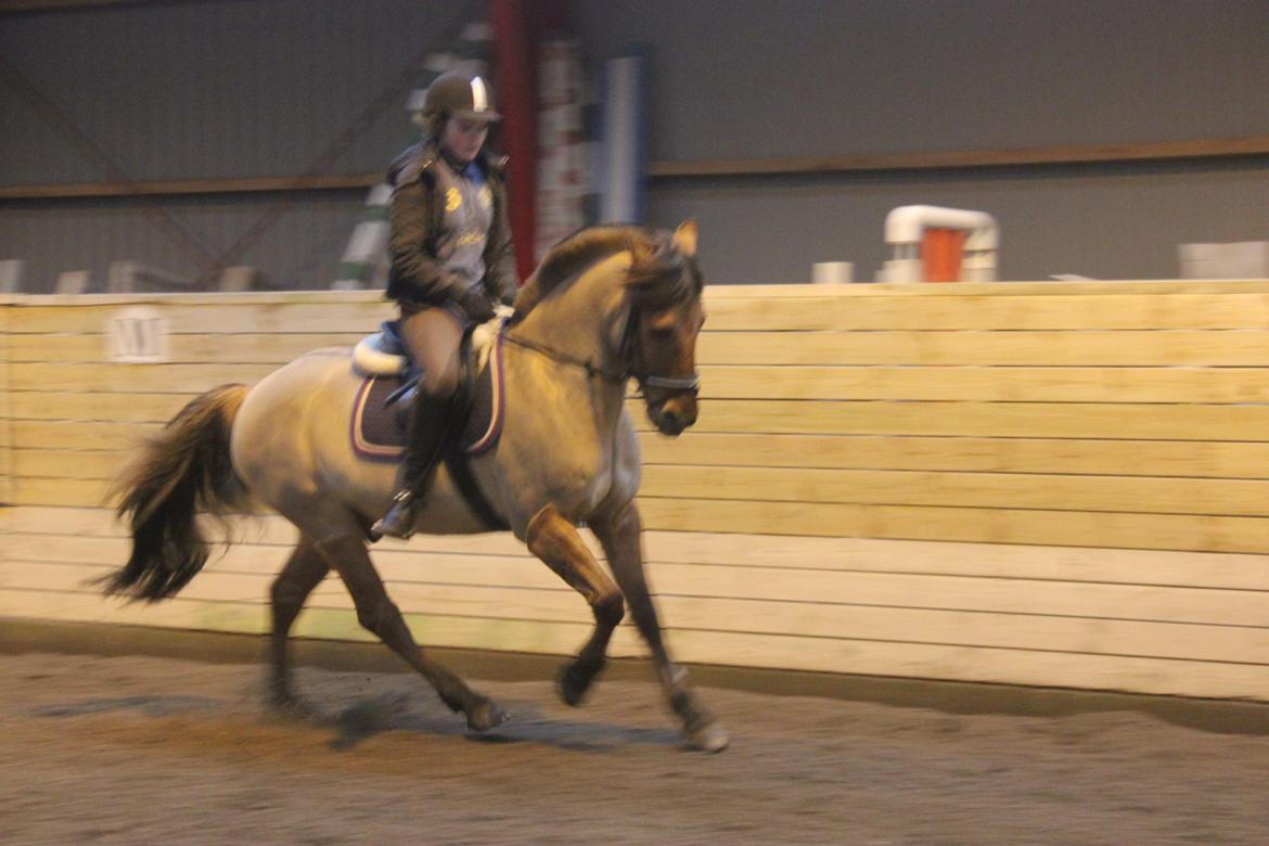 Dressur d. 5/1-13 billede 25