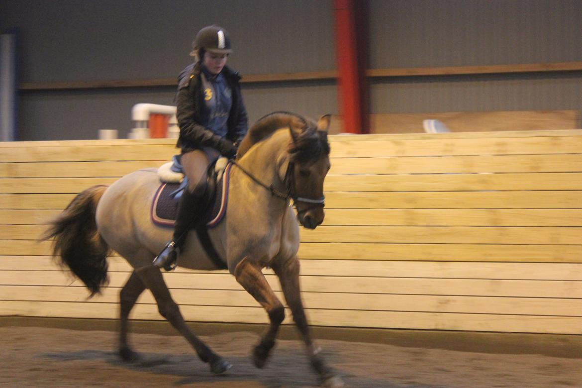 Dressur d. 5/1-13 billede 26