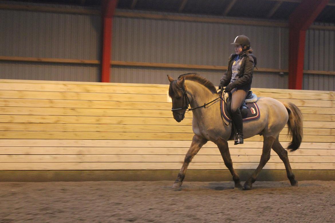 Dressur d. 5/1-13 billede 28