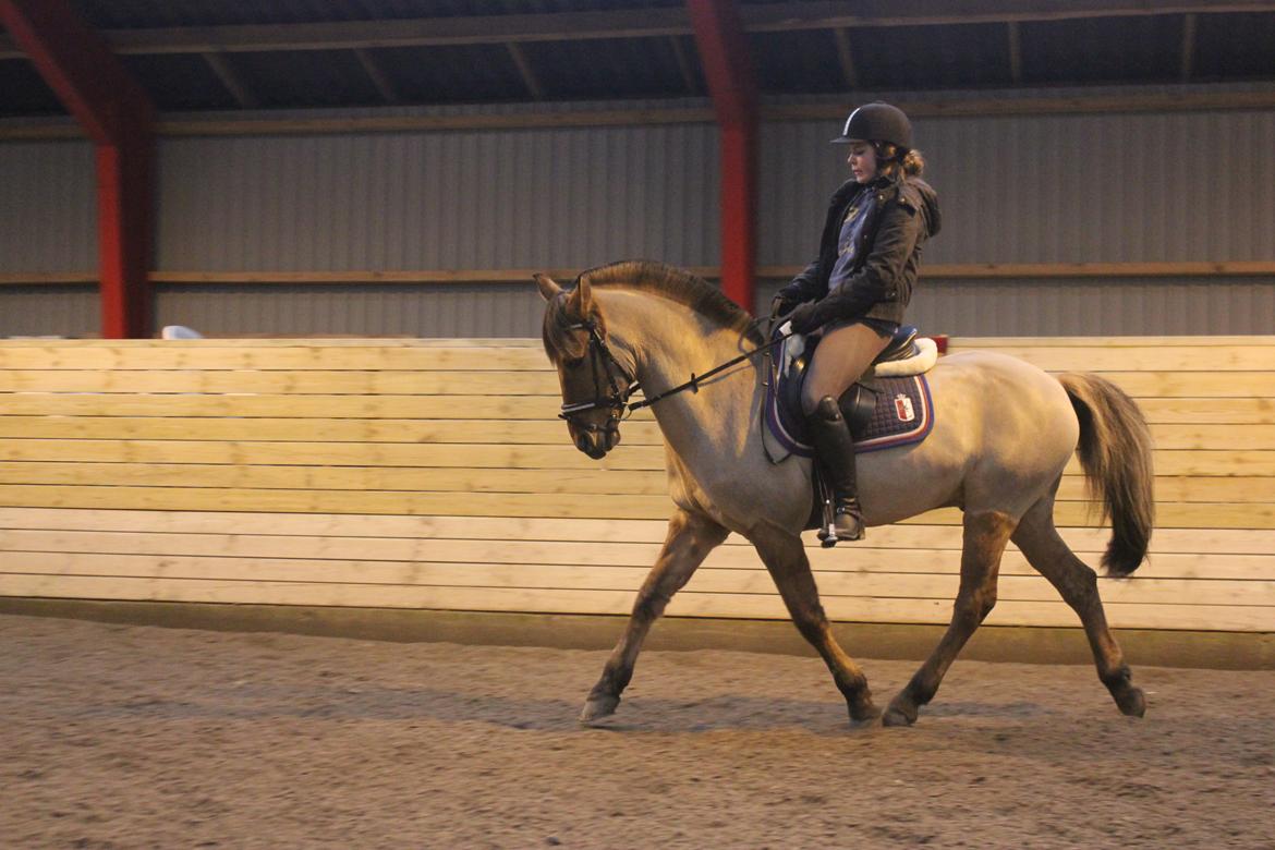 Dressur d. 5/1-13 billede 29