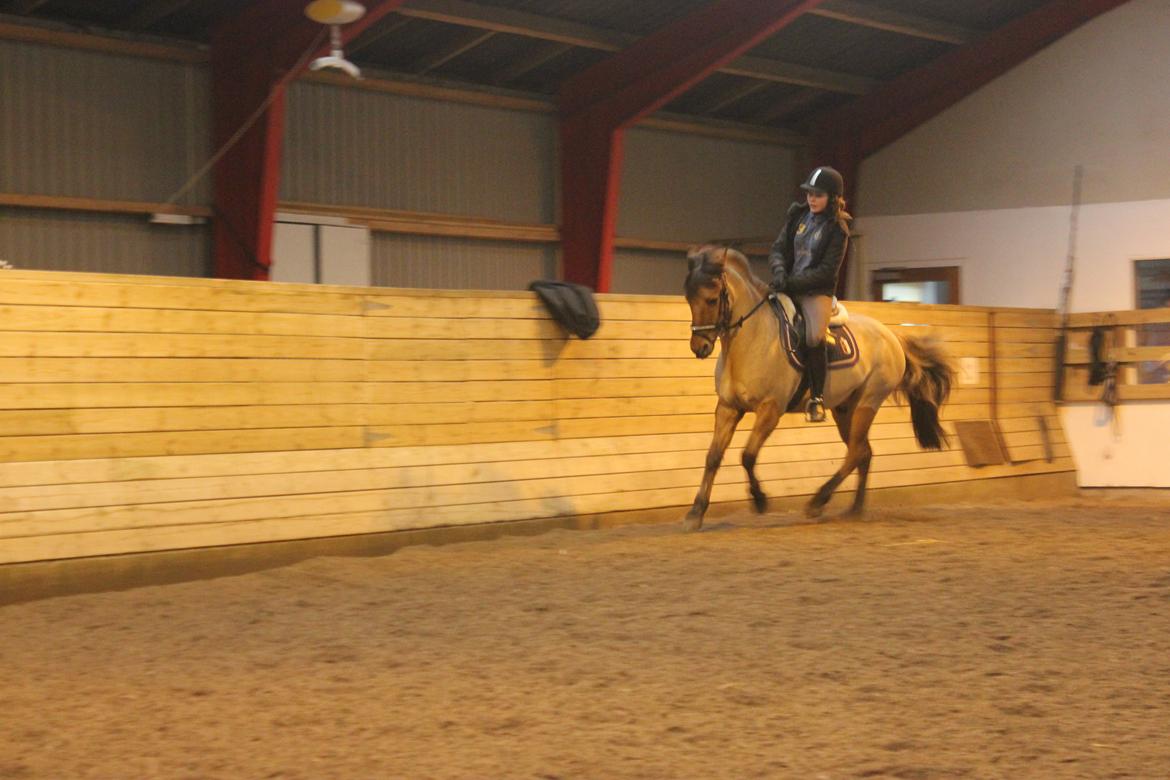 Dressur d. 5/1-13 billede 30