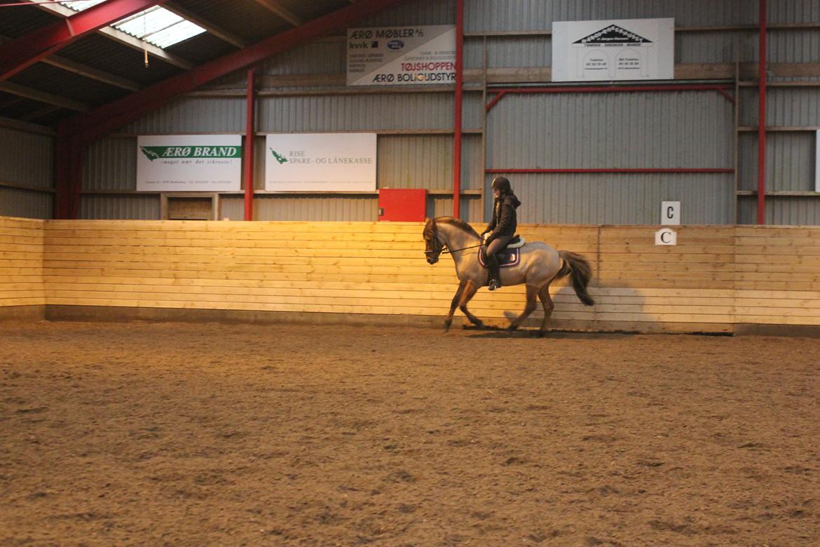 Dressur d. 5/1-13 billede 31