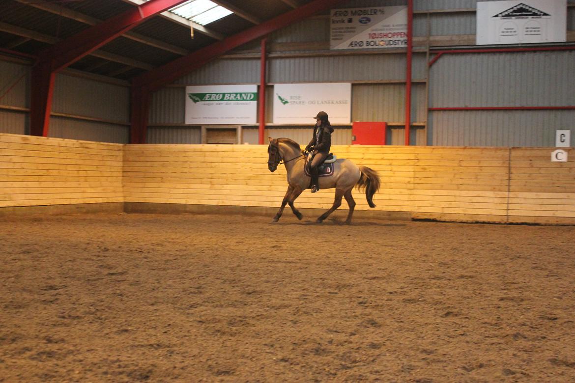 Dressur d. 5/1-13 billede 32