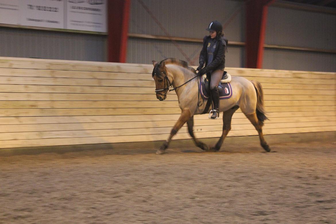 Dressur d. 5/1-13 billede 33