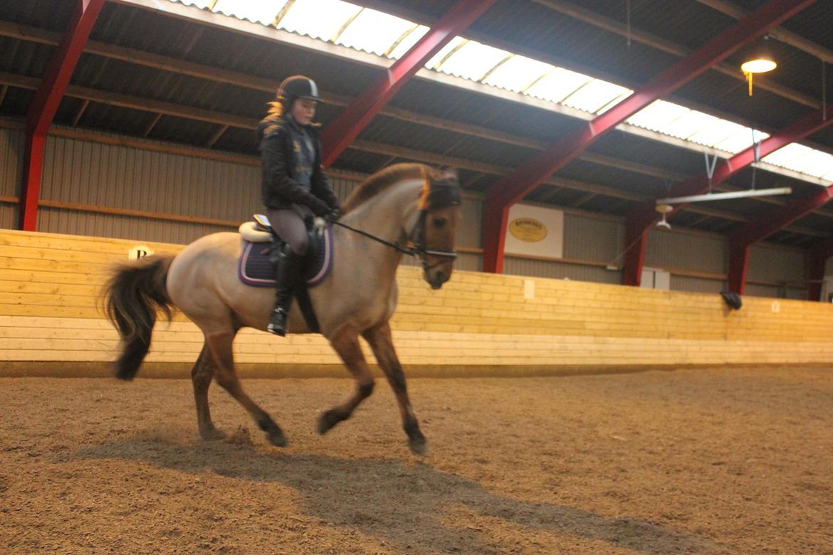 Dressur d. 5/1-13 billede 34