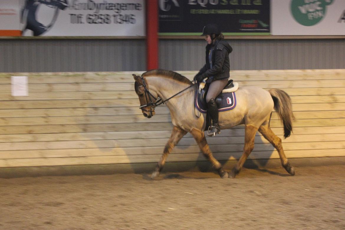 Dressur d. 5/1-13 billede 35