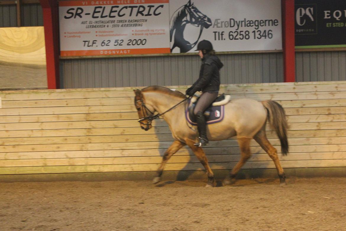 Dressur d. 5/1-13 billede 36