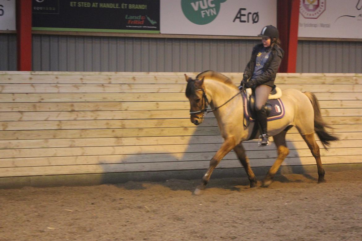 Dressur d. 5/1-13 billede 37