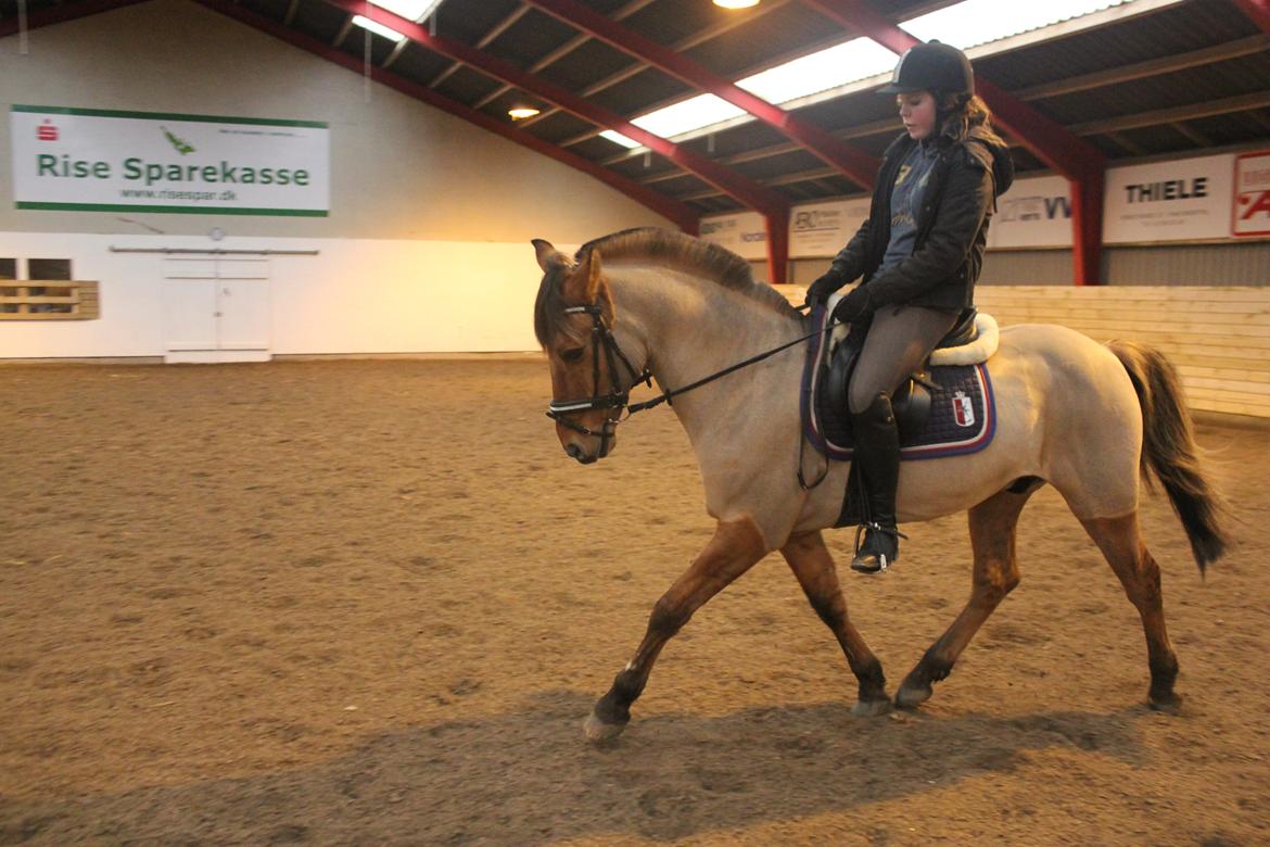 Dressur d. 5/1-13 billede 38