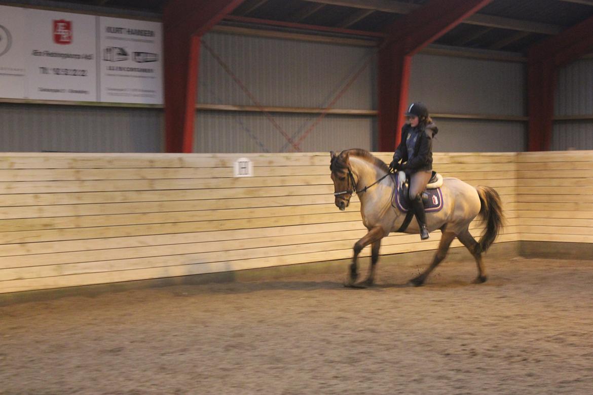 Dressur d. 5/1-13 billede 39