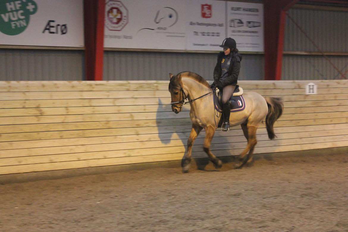 Dressur d. 5/1-13 billede 40