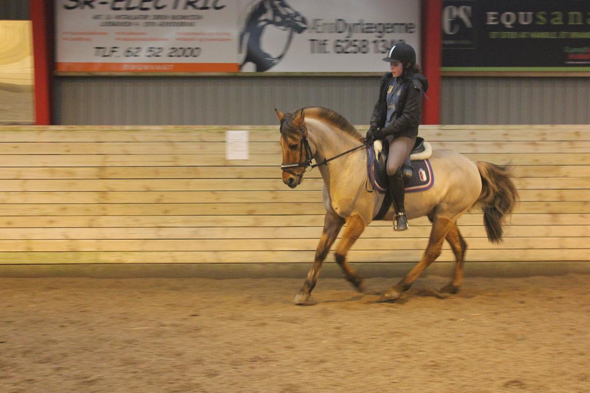 Dressur d. 5/1-13 billede 41