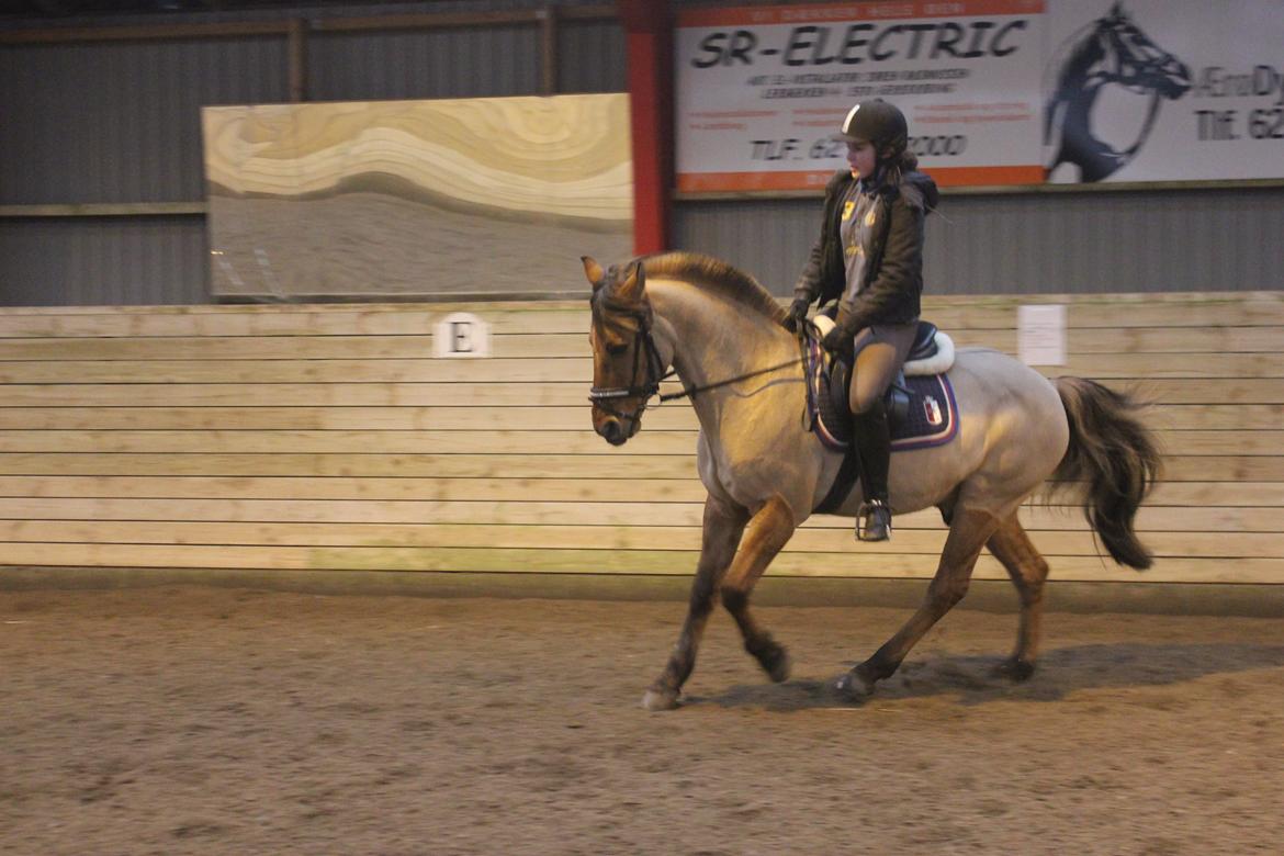 Dressur d. 5/1-13 billede 42