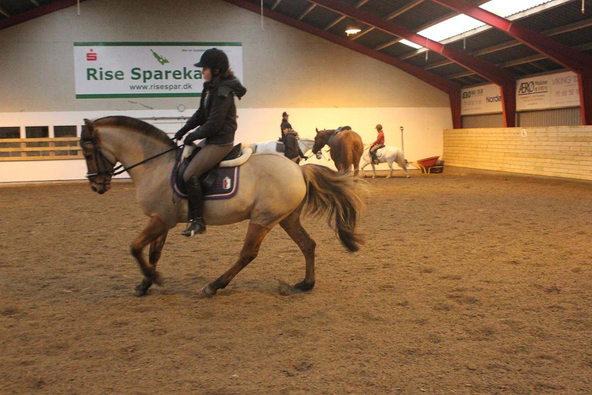 Dressur d. 5/1-13 billede 43