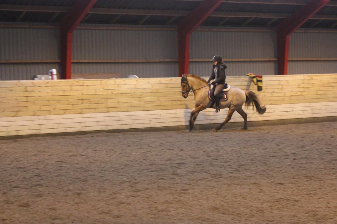 Dressur d. 5/1-13 billede 44