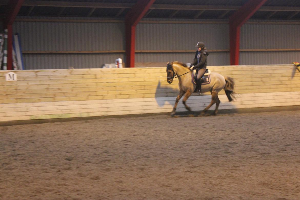 Dressur d. 5/1-13 billede 45