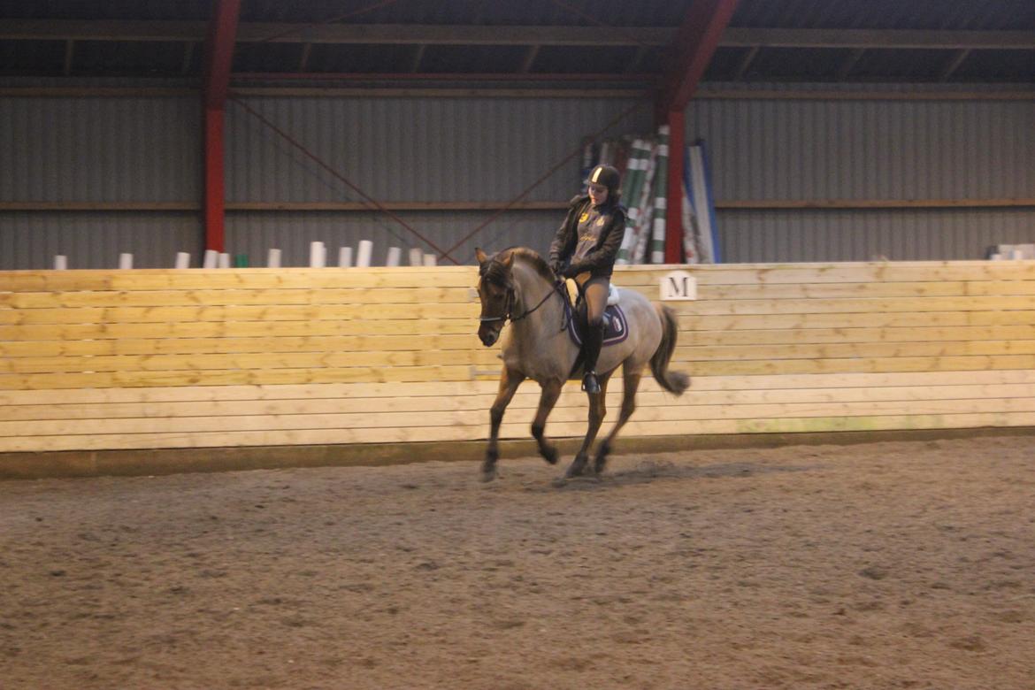 Dressur d. 5/1-13 billede 46