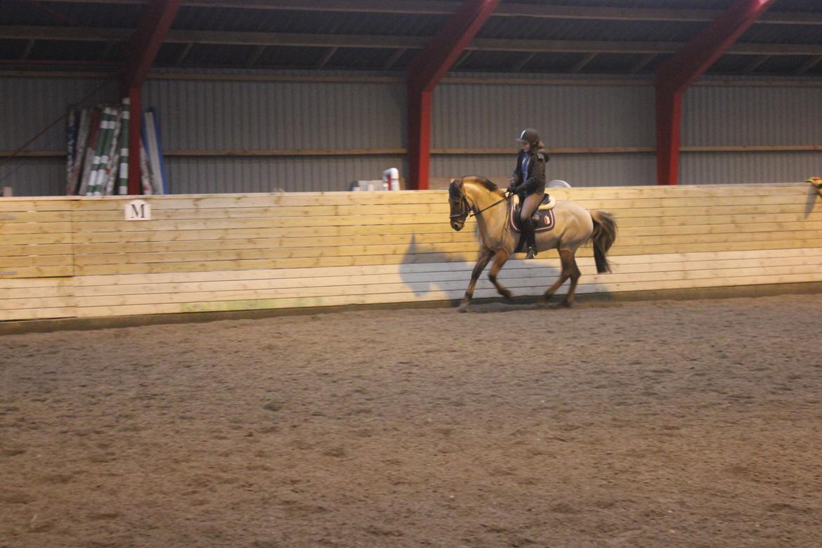 Dressur d. 5/1-13 billede 47