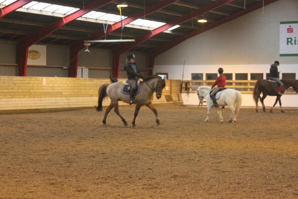 Dressur d. 5/1-13 billede 48