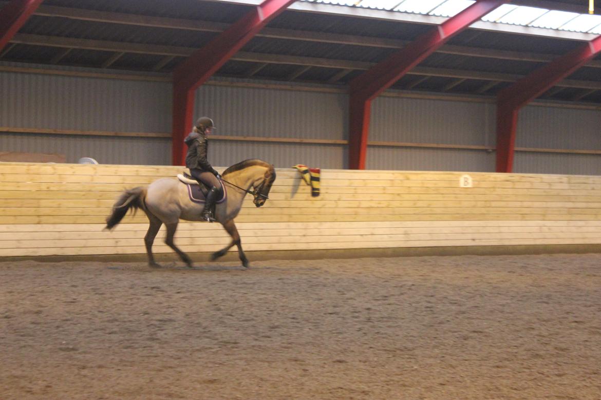 Dressur d. 5/1-13 billede 49