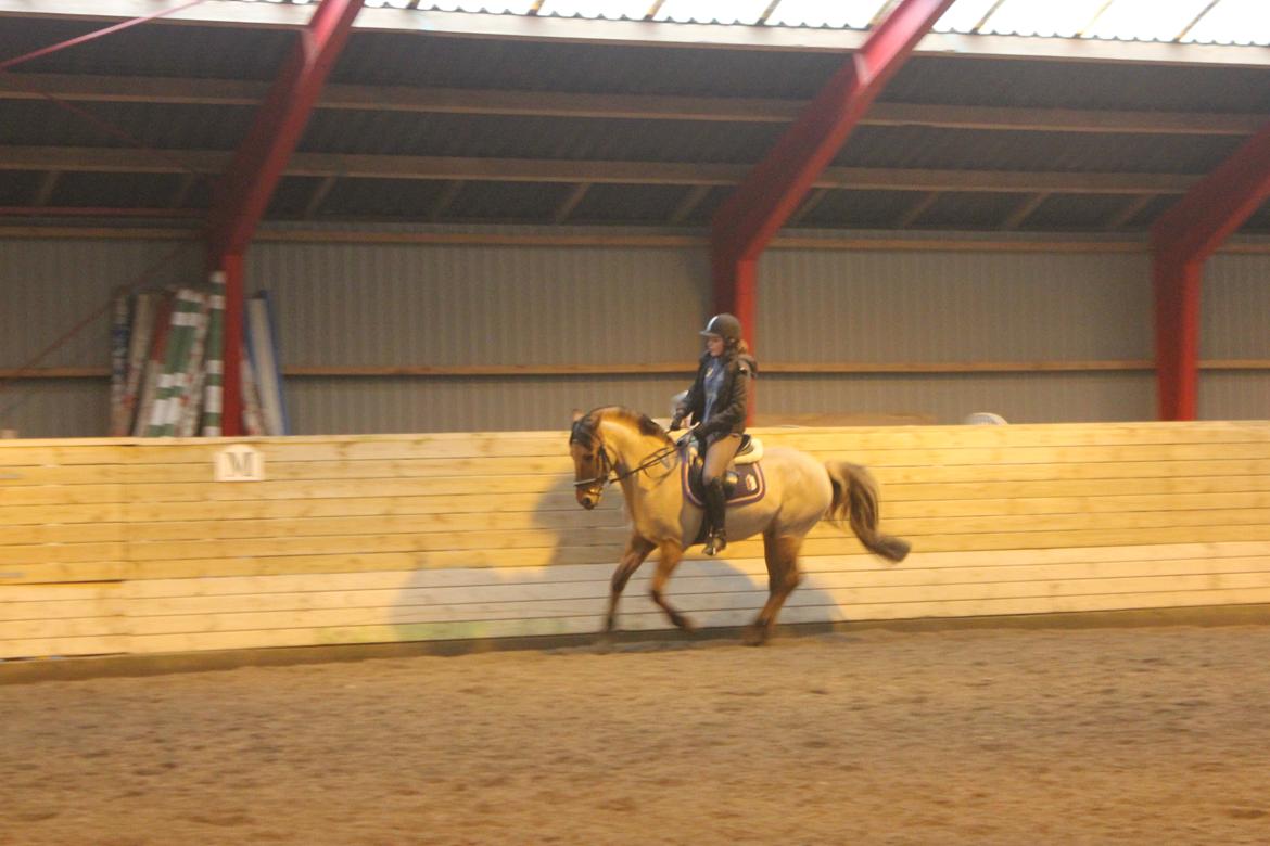 Dressur d. 5/1-13 billede 50