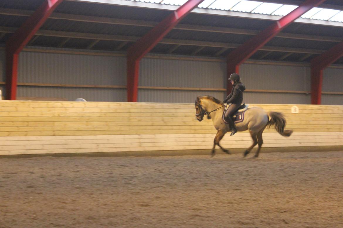 Dressur d. 5/1-13 billede 51