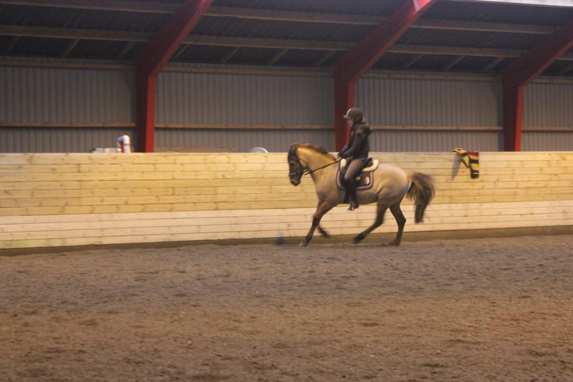 Dressur d. 5/1-13 billede 52