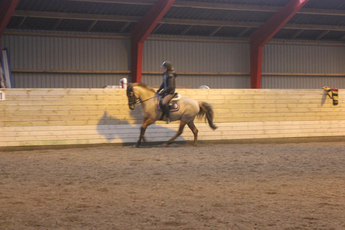 Dressur d. 5/1-13 billede 53