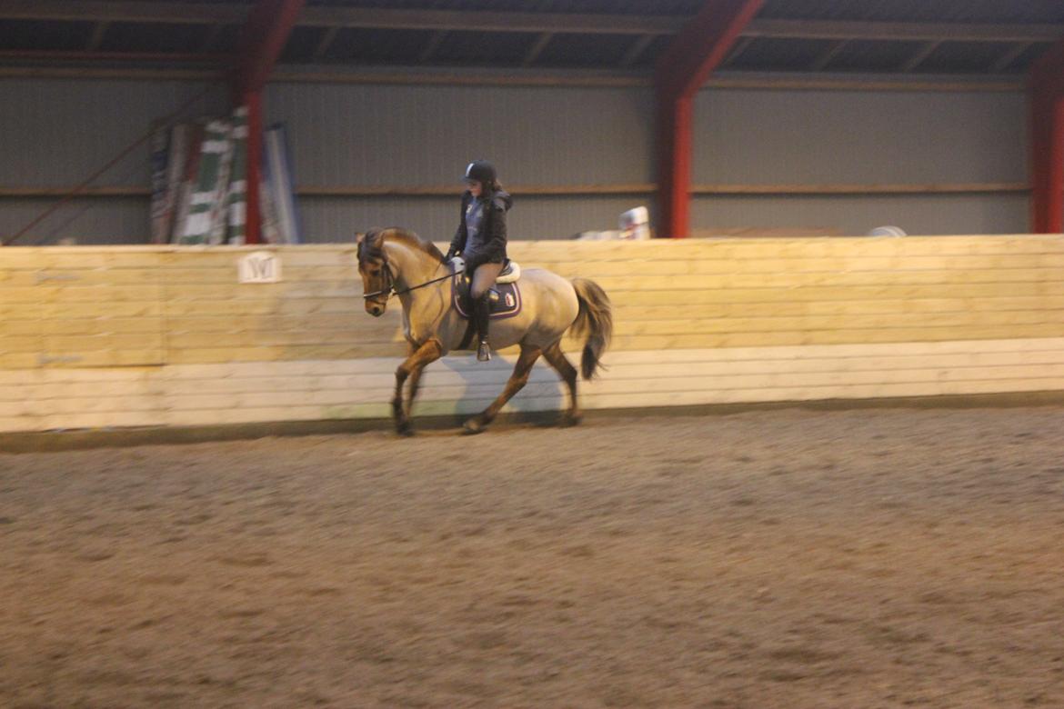 Dressur d. 5/1-13 billede 54