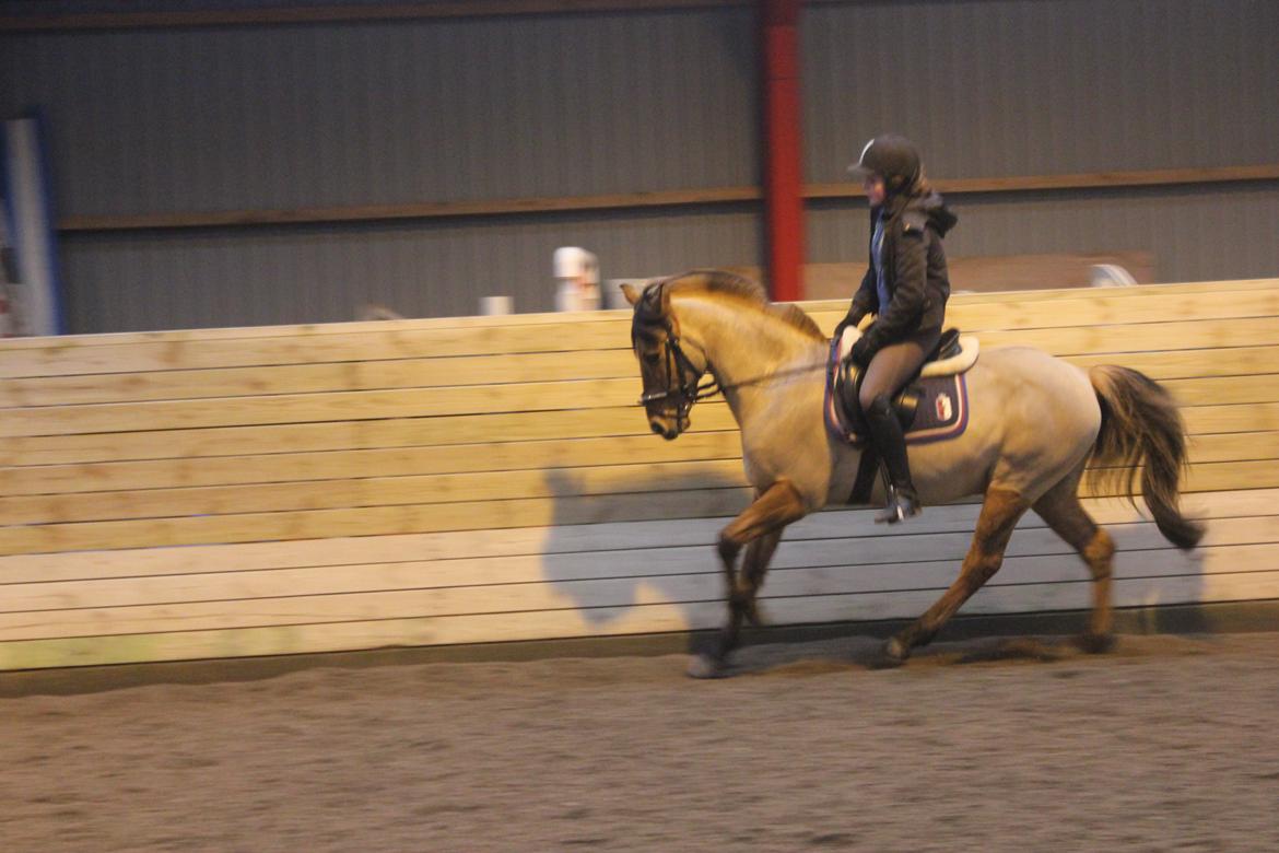 Dressur d. 5/1-13 billede 55