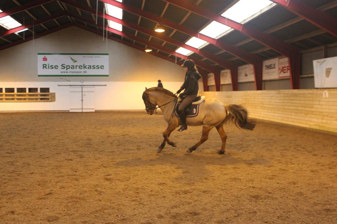 Dressur d. 5/1-13 billede 56