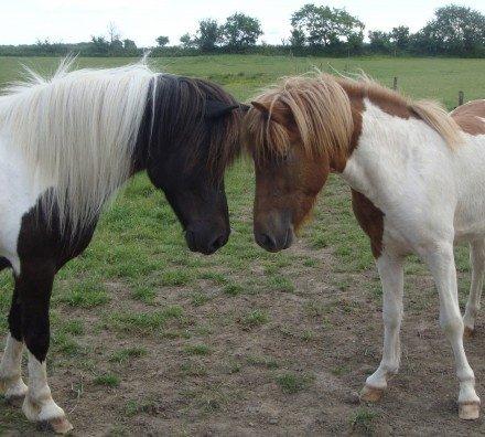 Mine 3 ismuler billede 1