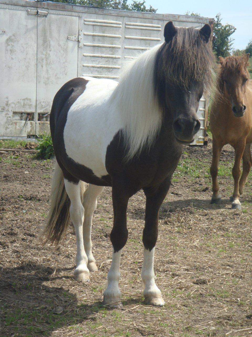 Mine 3 ismuler billede 4