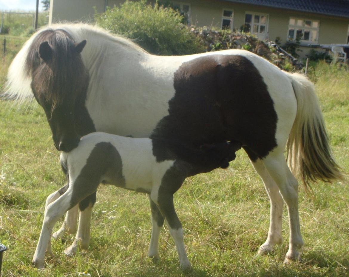 Mine 3 ismuler billede 5