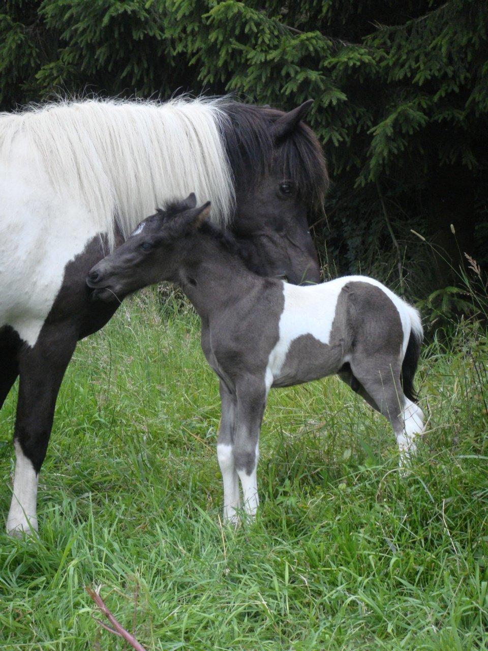 Mine 3 ismuler billede 6