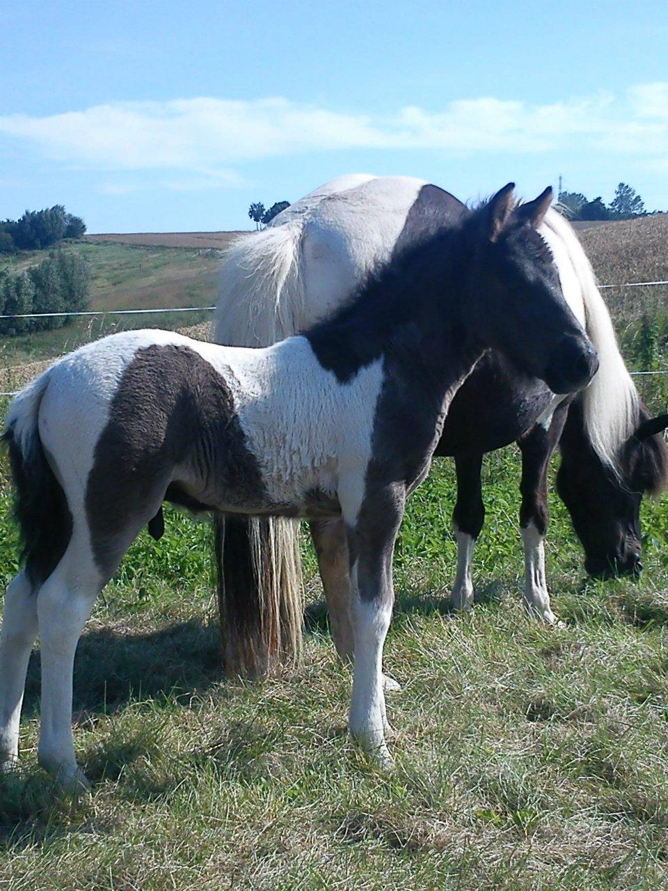 Mine 3 ismuler billede 8