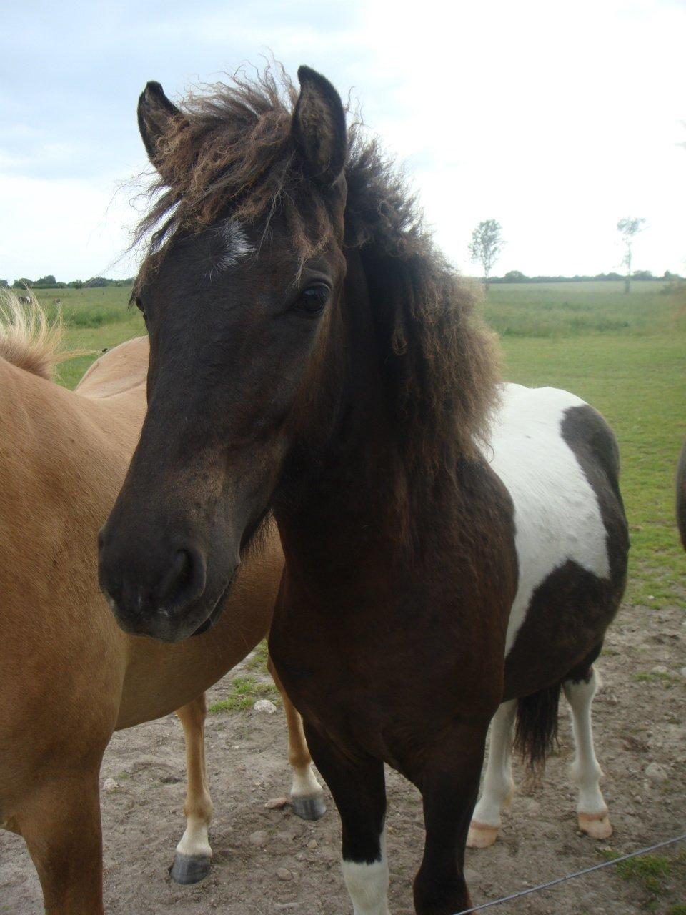 Mine 3 ismuler billede 11