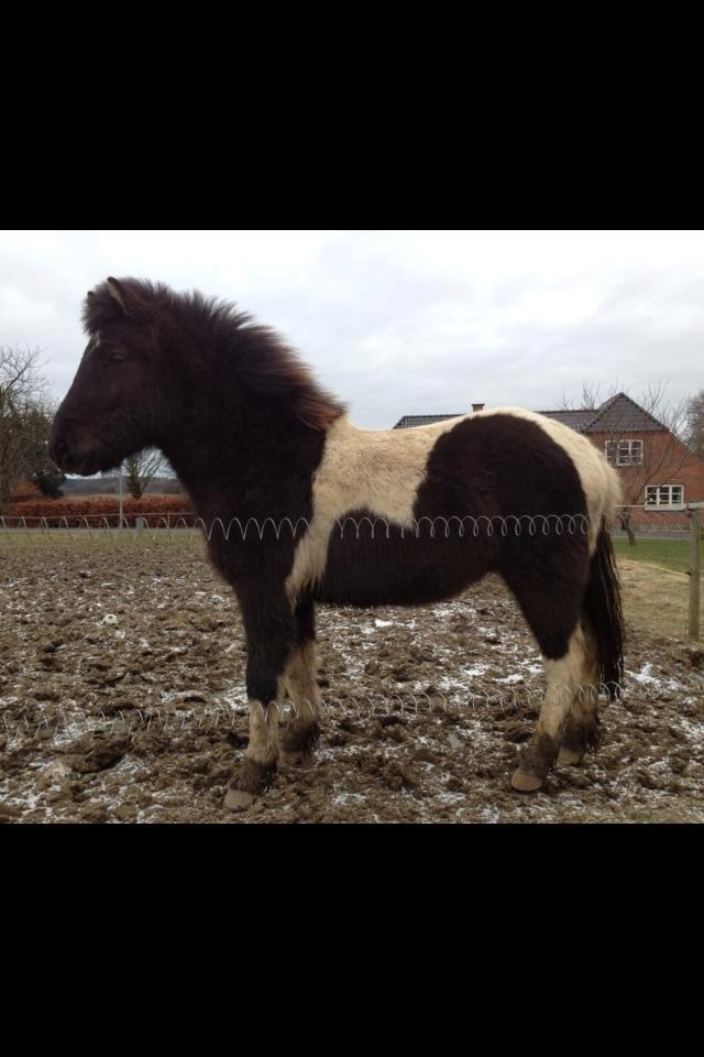 Mine 3 ismuler billede 12