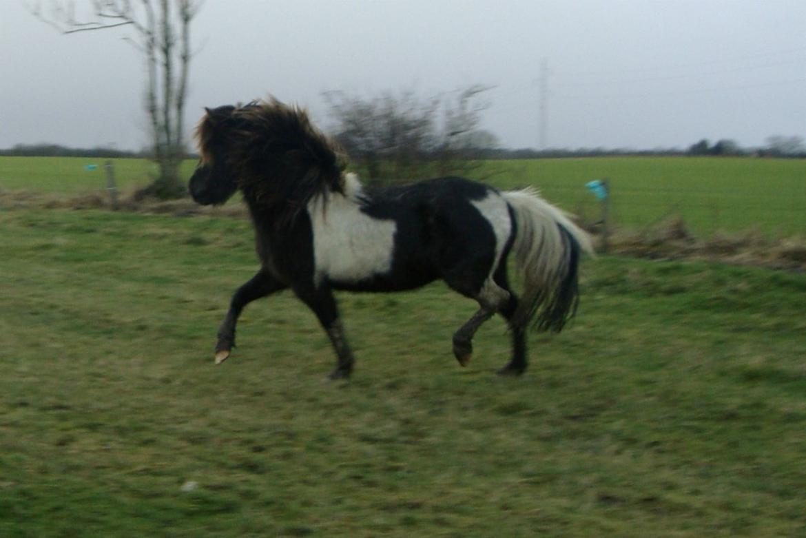 Mine 3 ismuler billede 15