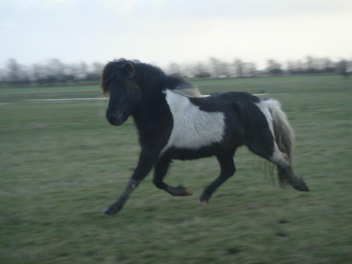 Mine 3 ismuler billede 16