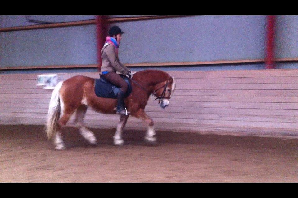 Alle heste jeg har redet i mit liv. <3 - Betti, haflinger hoppe, ukendt alder.
Hende madammen her står i øjeblikket på VOSK i vordingborg og hun er lige ankommet fra en anden rideskole. Hun er en hård dame som er meget hingstegal. Hun er snaksalig og vrinsker hele tiden. Hvis man stiger op vrinsker hun, når man stiger af igen vrinsker hun igen og da min søster gik hen imod mig mens jeg red vrinskede hun også. Det er altid rart at blive mødt med et vrinsk. Når man trækker med hende kan hun finde på ud af det blå at stikke af. Hun er enorm respektløs når man sadler og trækker og hun sparker med for og bagben når man skal stige op, medmindre man sætter hende på plads med en fast stemme og selvtillid.
Når så man er på ryggen er hende er hun så lækker!
Hun har den dejligste trav der er blød og flydende og hun er let på biddet. I galoppen sparkede hun bagud v første anspring, men hun blev sat på plads og ellers var hun super sød. En smuk og speciel haflinger. Meget kønt hoved.
 billede 42