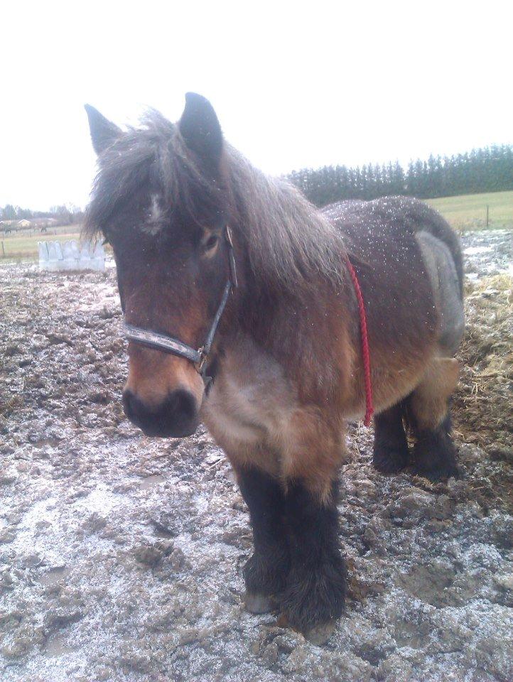 Alle heste jeg har redet i mit liv. <3 - Putte, belgier hoppe på 5 år 2013)
Jeg har aldrig mødt en så energisk belgier. Den er super sød og rolig. Hun står på VOSK i vordingborg og er lige kommet fra samme rideskole som Betti. Hun har en dejlig fremadgående skridt, Hun er stærk og self. ikke så gammel, en hun er sød. Hun kunne godt trænge til at træne lidt overgange. Dvs. skridt - trav - skridt - trav. Hun er meget snaksagelig med andre heste, men bliver mobbet lidt. så samtidig med hun er rolig, så er hun nysgerrig.
Alt i alt en spændende belgier. billede 43