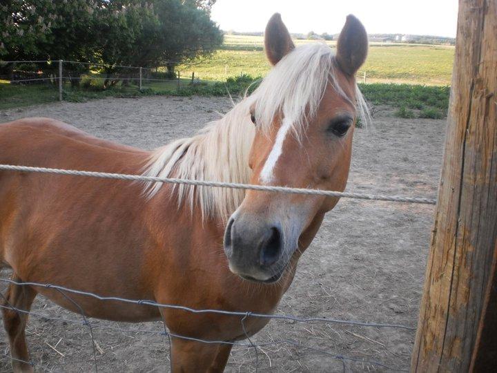 Alle heste jeg har redet i mit liv. <3 - Bailey. 13år welsh mountain pony hoppe.
Hun er 123cm og jeg har siddet på hende 2 gange, for at sætte hende på plads for min lillesøster. Jeg gør mig ikke så meget i hende, en hun er min lillesøsters soul-mate. De er så søde sammen. Har deltaget i flere jagter og stævner og fået gode placeringer. Hun kan springe, men rytteren skal ville det. Min lillesøster træner al ridning og træning fra jorden. Hun kan stige op fra alle sider. Forfra, bagfra og fra begge sider. Hun kan bukke(gå i knæ) og hun er en dejlig lille lystig pony. Hun har fået føl i 2009 som blev en smuk hingst (nu vallak) som hedder Badur.
Dejlig pony! billede 45