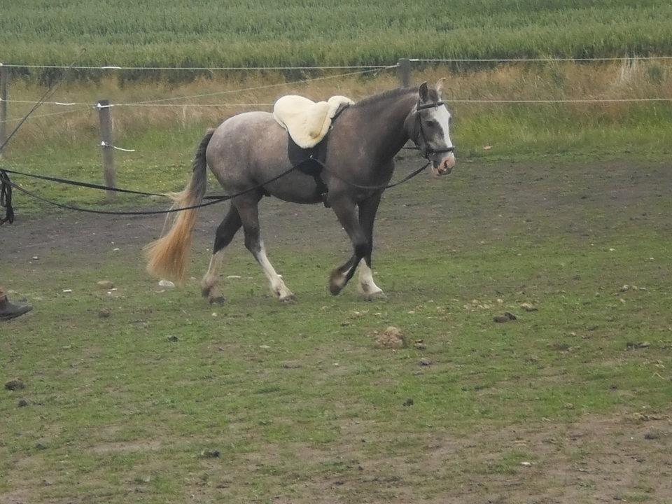 Alle heste jeg har redet i mit liv. <3 - Baldur 3 år. læs om ham i mit hestegalleri billede 46